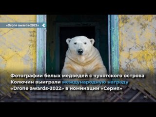 photos of polar bears from the chukotka island of kolyuchin won the international drone awards-2022 in the series category