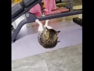 cat in the gym