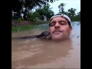 swim with a curious otter